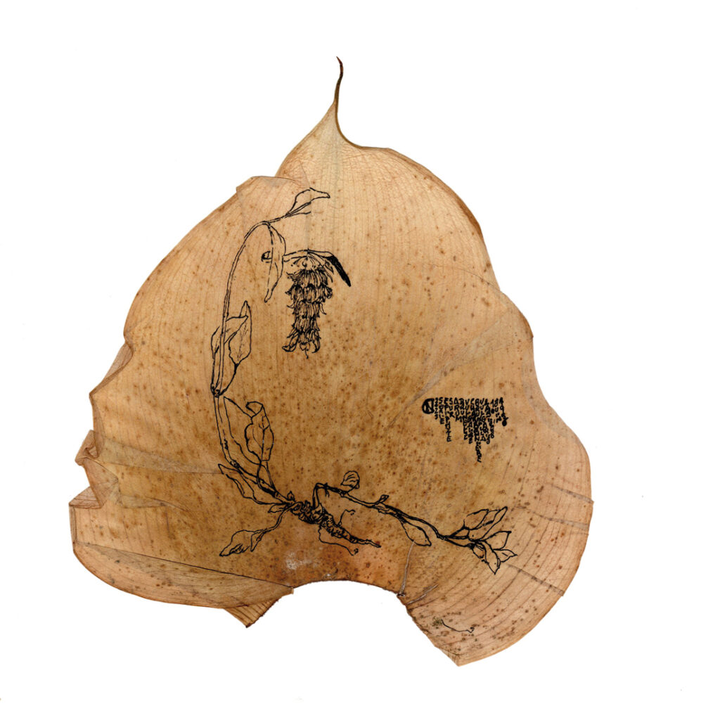 Œuvre de la page dédiée à Carole Nouet du site du festival Artistes à Suivre