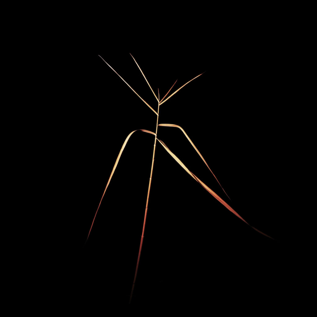 Œuvre de la page dédiée à Samuel Brien du site du festival Artistes à Suivre